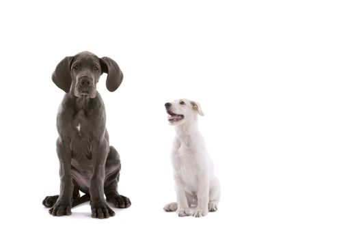 Two young dogs sitting together on white background