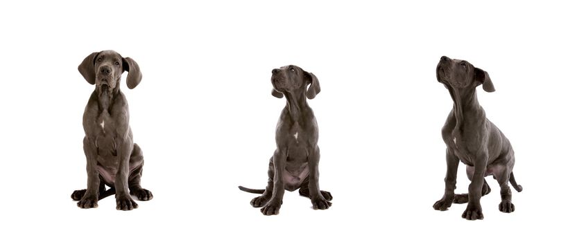 Cute young great dane dogs on white background