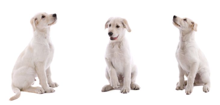 Adorable young puppy on white background