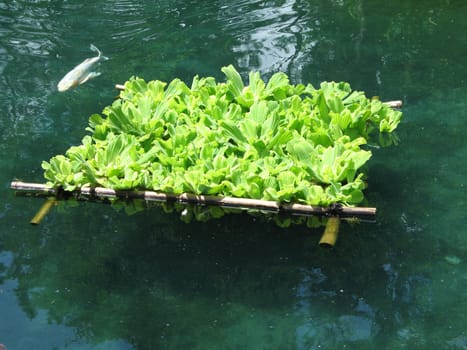 floating plants with fish