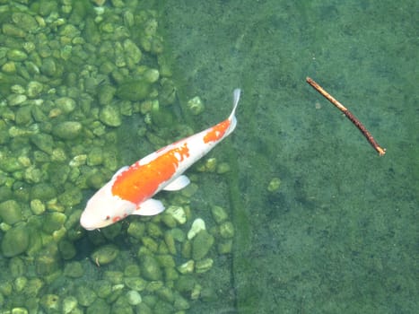 large gold fish in water