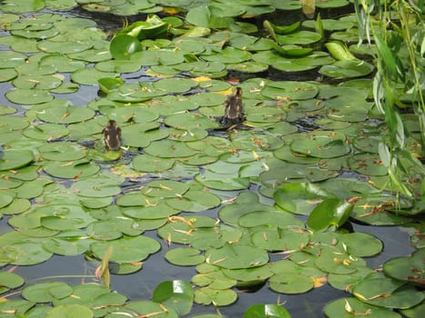 baby duck in a small pond