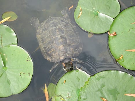 small turtle in a pond