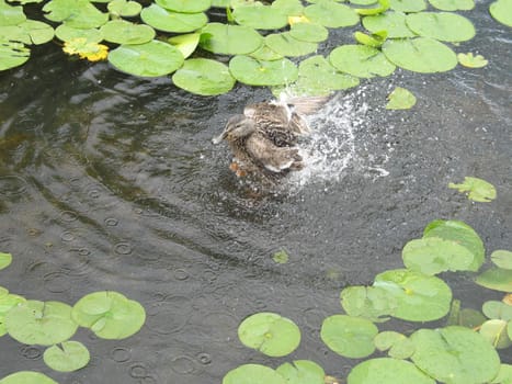 baby duck in a small pond