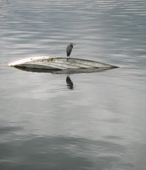 bird on a sunken boat