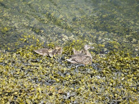 duck family in the seaweed