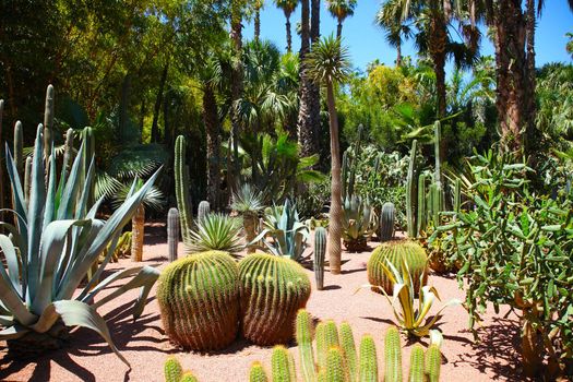 the garden of tropical plants (Majorelle garden,Morocco)