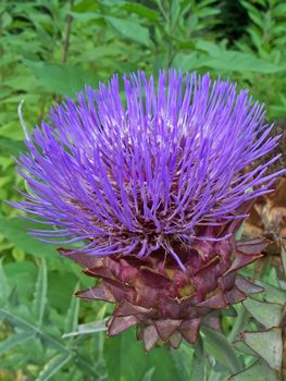 Close up of a blooming Artichoke - shot in a botanical garden