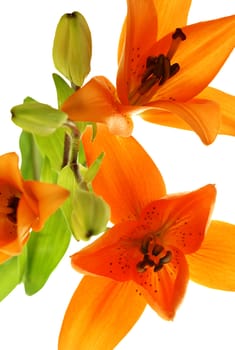 abstract picture with three lilys on white background