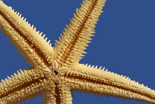 close up of starfish on the blue sky background      