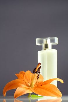 composition with a perfume and lily on grey background