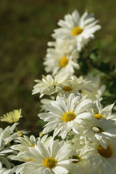 floral composition with few white camomiles in the garden