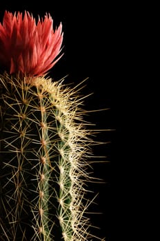 flowering cactus    close up  on black background         