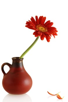 gerber in a vase and couple single petals on the white background