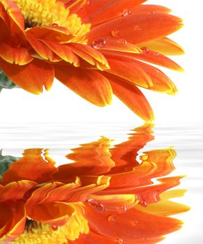 gerbera daisy with a water drops and reflections