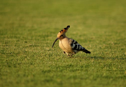 hoopoe (Upupa epops) on the green grass field                   