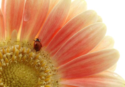 ladybird on the flower with a water drops on white background