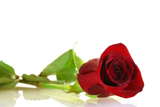 nice deep red rose with droplets over white background