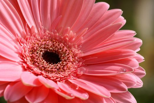 pink gerber daisy with raindrops in nature