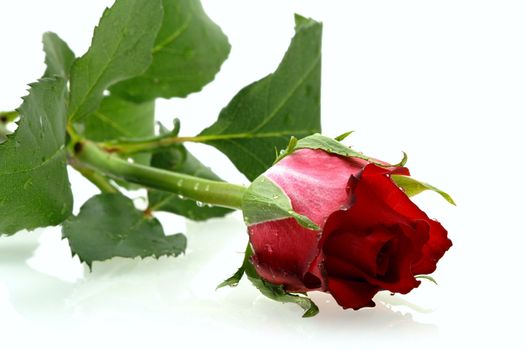 red rose with a water drops on the white background