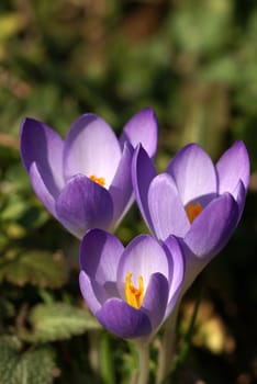 three crocuses in the begining of the spring