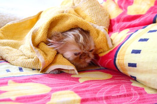 Very wet cat relax in bed