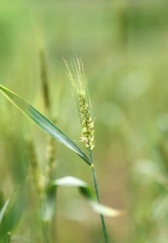 Wheat closeup