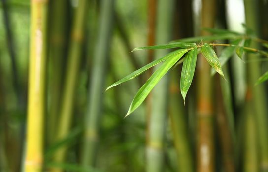 bamboo
