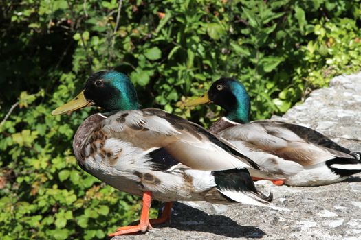 A pair of male mallard ducks sat on a wall.