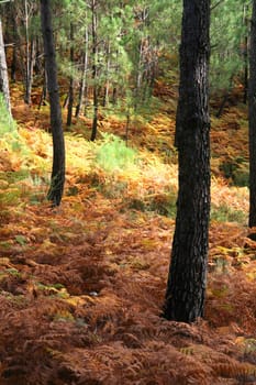 nice and cold autumn landscape