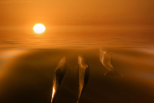 Dolphin in the blue ocean