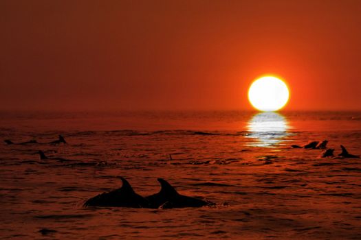 Dolphin in the blue ocean