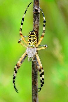 Argiope bruennichi spider in a stick