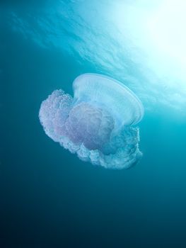 A Crown Jelly (Cephea cephea of the order Coronatae) drifts in mid water under the ocean