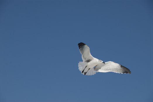 A seagull soars overhead at the beach, against a bright solid blue sky.