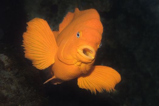 Garibaldi damselfish (Hypsypops rubicundus) flairing in defense of his nest