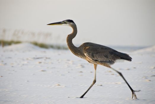 A great blue heron (Ardea herodias) walks along a white beach