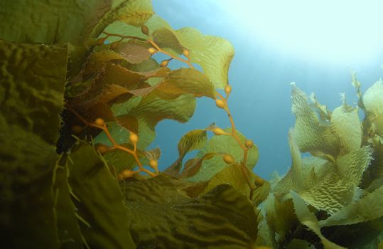 Giant Kelp (Macrocystis pyrifera) underwater with the sun on the surface casting light rays down.