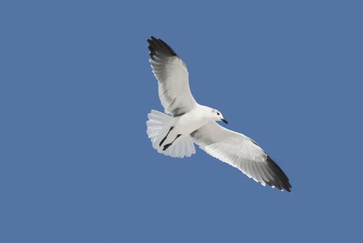 Laughing Gull (Larus atricilla) flying above, isolated on a blue background