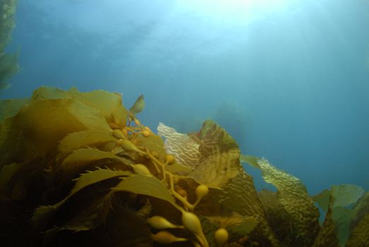 Giant Kelp (Macrocystis pyrifera) underwater with the sun on the surface casting light rays down.