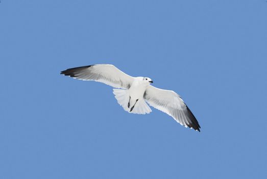 Laughing Gull (Larus atricilla) flying above, isolated on a blue background