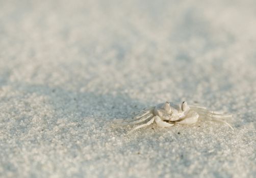 Pallid Ghost Crab (Ocypode pallidula) waits for an opening to flee back to it's burrow