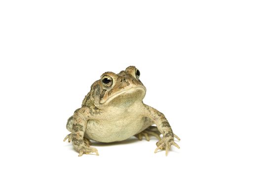 Southern Toad (Bufo terrestris) Isolated on a white background