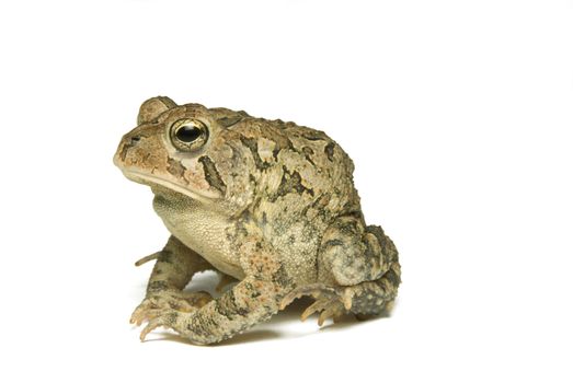 Southern Toad (Bufo terrestris) Isolated on a white background