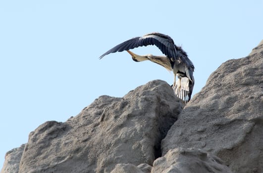 The heron washing the rock cliff.
