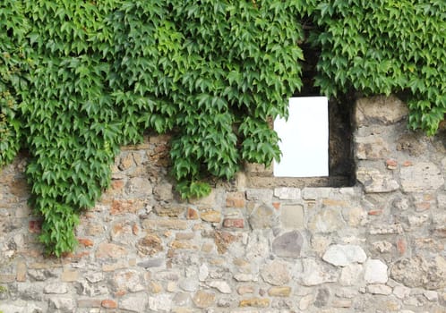 Castle walls overgrown with ivy.