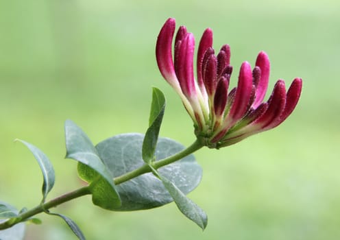 Image of a nearby honeysuckle bloom from.