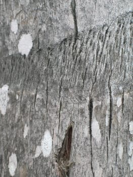 wood piece close-up