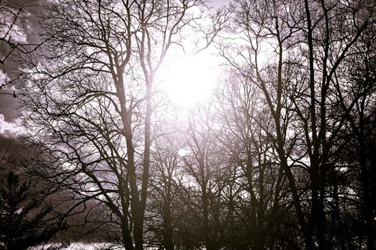 Sun Bursts Through The Trees