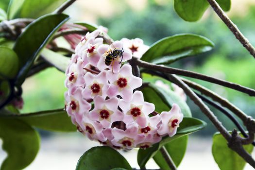 Honeybee on pink flower collecting pollen